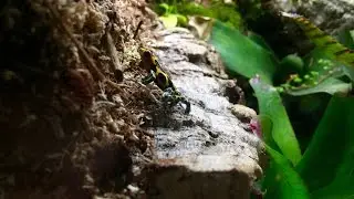 How To Feed Dart Frogs!!