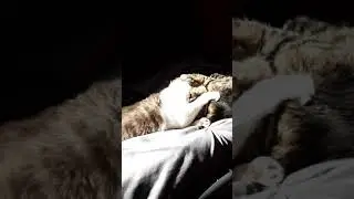 Tails and Arutro playing