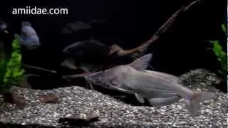 RARE Import Predatory Fish Cranoglanis bouderius Chinese Helmet Catfish