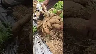 15 kg കപ്പ ആയാലും സിംപിൾ ആയി പറയ്ക്കാം 👍