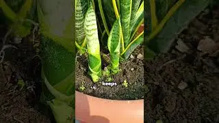 Snake plant care hacks you need to know #plants #flowers #garden #gardening