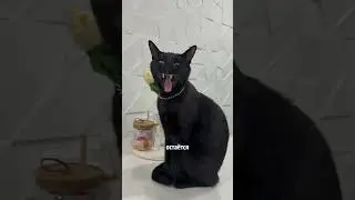 Артикул с WB  #WW208275 (копируй с WW)  #cat #веселыекоты