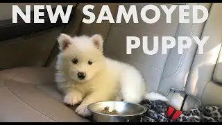 Samoyed Puppy First Day Home | Fluffy the Samoyed