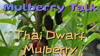 Thai Dwarf Mulberry