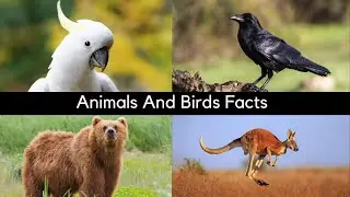 Animals and Birds facts Part 1/Information Hub