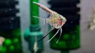 P&aacute;&scaron;&aacute;ci 🐠 dnes naposledy v mal&eacute; kostce. Z&iacute;tra už jdou do nachystan&yacute;ch 50l. Jsou moc poveden&yacute;. 👌🏻