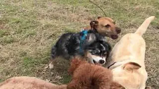Nico, Henry, Donut, Bear, Pepper, Luke, and Tonto at Eagle Rock