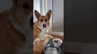 maev dog food