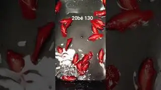 Betta thủy sinh/20 b&eacute; 130 free ship./0917044572