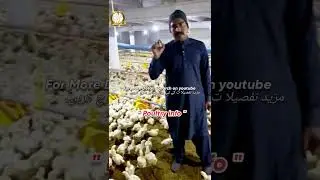 Broiler Litter Management #chicken #poultry #birds #farming #poultry #indianbirds #hen #indianpoultr