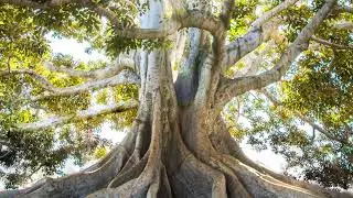 My Safe Tree Visualisation  - reduce anxiety for sensitive kids
