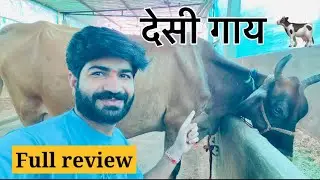 Desi Gaay Dairy Farm | Full Review | Desi Cows | Desi Cow Milk Business 2025