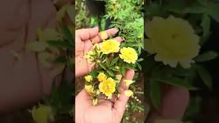 🌼 Желтая орхидея-роза 🌼 Розы Наадан, выращенные на собственных корнях / Редкий уникальный куст розы