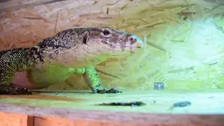 Водяной Варан Сальватор\ Varanus Salvator