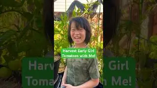 Harvesting Early Girl Tomatoes! | #cute #update #garden #tomato #early #girl #yummy #harvest #shorts