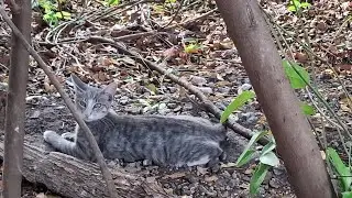 Venus made a new friend while her mom was away #feralcats #soflo #animals