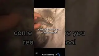 These Pets Are Comedy Gold! #shortvideo #shortsvideo #shorts