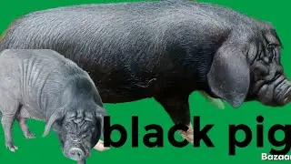 Black pig#animals #pig #farmanimalct #pighusbandry 