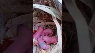 #squirrel #nest #cute