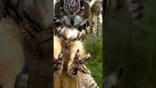 BAYKUŞ AVLANIYOR 🦉🦉