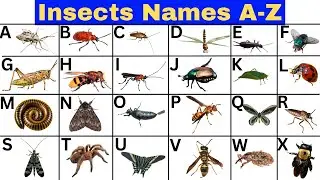 Insects A to Z | Bugs A to Z Read Aloud | Bugs A to Z book | Alphabet Insect Song #insects #abcd