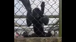 Day out at Twycross zoo with the Wright Family Vlog #1