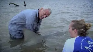 What Does Tagging Tell Us About Shark Behavior?