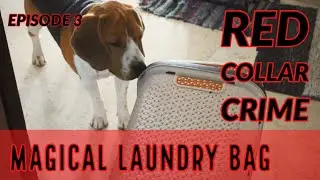 Magical Laundry Bag | Episode - 3 | RED COLLAR CRIME | (web series ) | Bruno The Boss