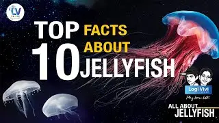 Facts About Jellyfish | Unknown Facts | Encyclopedia | MarineLife | UnderwaterWorld | Tamil