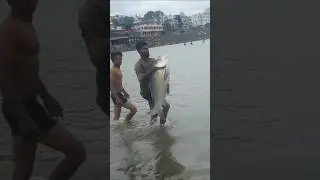😱😱bada katla machhali king size monster katla 29kg #shorts #usa #youtubeshorts #trending #fishing