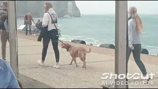 Teasing Herring Gull bird at Etretat, France Sept 2024 Restaurant Du Perry