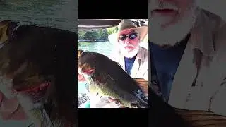 Big Bass Stanley Vibrashaft! #bassfishing #fishing