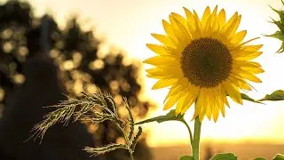 sunflower photography/ Sunflower picture/ sunflower wallpaper