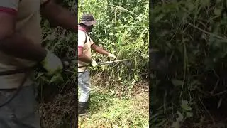 How to Cut Grass Like a Pro | Brush Cutter Guide 🌾💪