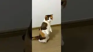 Танцевальная сенсация &mdash; кошачья версия! 😹🐱💃 #кот #кошачьевидео #смешно #короткометражкинаYouTube ...