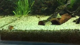 Steatocranus tinanti fry