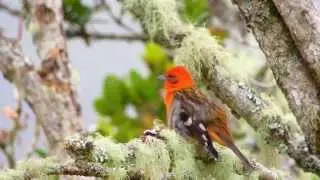 Flame-colored Tanager (Piranga bidentata)
