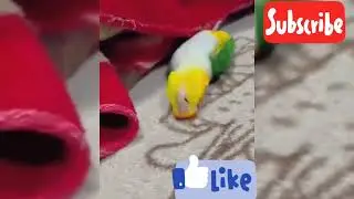 🦜 Parrot #funny #romantic #robloxedit 