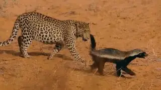 Texugo Do Mel Ataca Leopardo