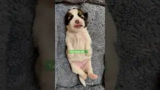 2 weeks old 🐾 #shihtzu  #shorts
