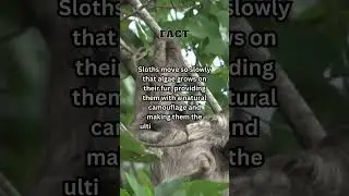 The self-healing Camouflage! #shorts #short #shortvideo #sloth #nature #animals #wildlife #facts