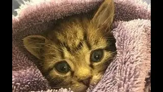 Local Animal Lives Saved at CVHS