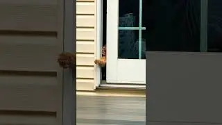 Strong boi #mainecoon #orangecat #viral #farmcat #cat #catvideos #escape
