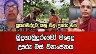 බුදුරදුන් වැළදූ ඌරු මස් ව්‍යාංජනය  - සූකරමද්දව කියන්නෙ වල්ඌරු මස් වලට ?