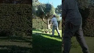 topiaria em Oliveira!