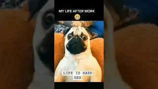 my life after work   #funny #funnyvideos #life #afterwork #youtubeshorts