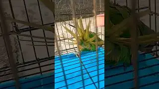 Viral video 😂 funny mithu #funny #pets #drama
