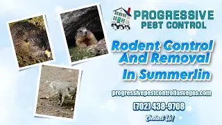 Rodent Control And Removal In Summerlin | Progressive Pest Control Summerlin