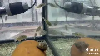 American Flagfish (Jordanella floridae)