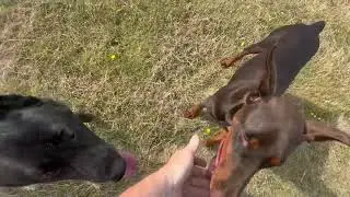 RESIDENTIAL DOG TRAINING - German Shepherd Dog 🇬🇧🇬🇧🇬🇧🇬🇧